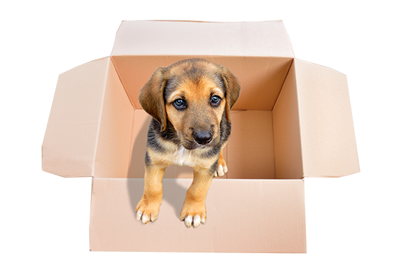 pet-delivery pet-delivery