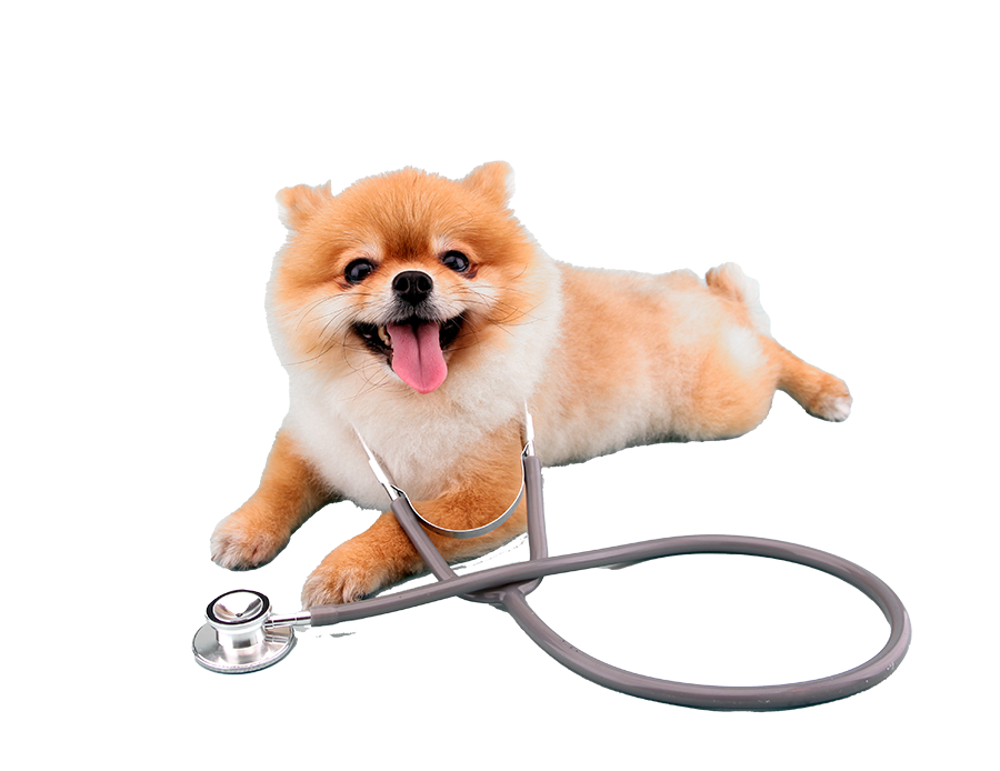 pet-doc pet-doc